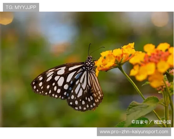 200蝶转身技术动作视频分析，蝴蝶转心佩